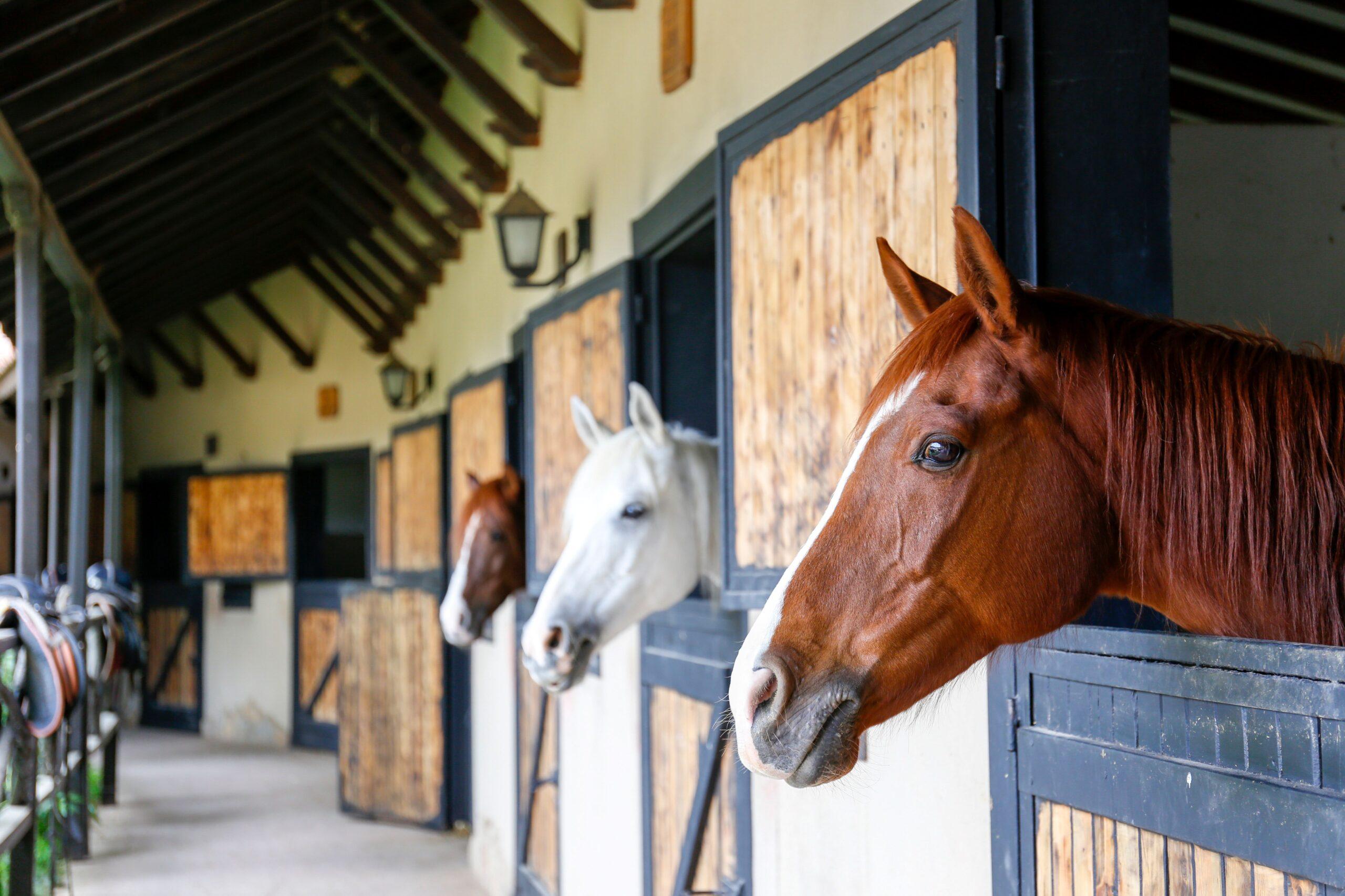 Several horses look out from their stables 