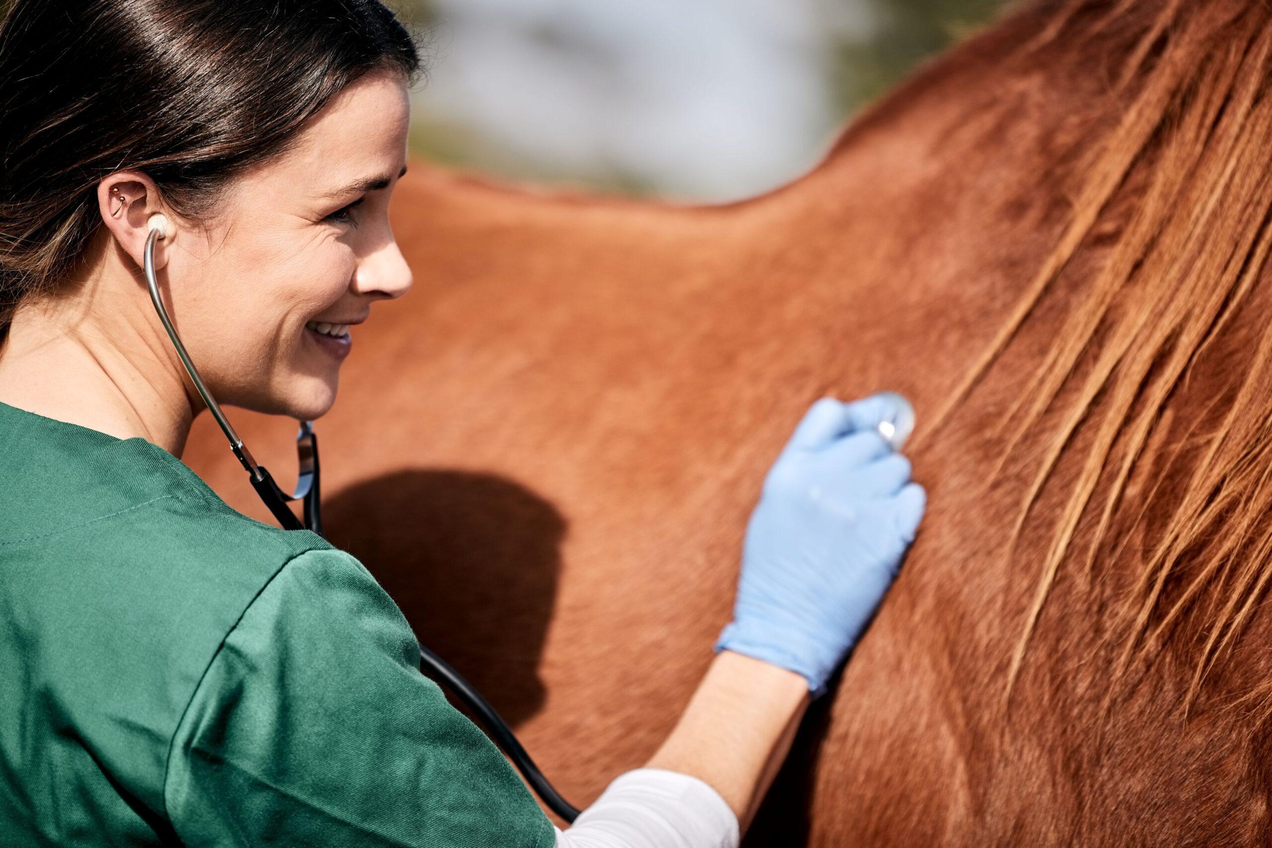 A person checks a horse for health 